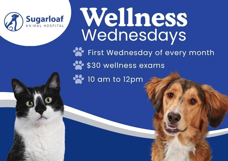 Carousel Slide 2: Wellness Wednesdays at Sugarloaf Animal Hospital